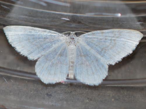 Réf. 328 381 : Asthena albulata